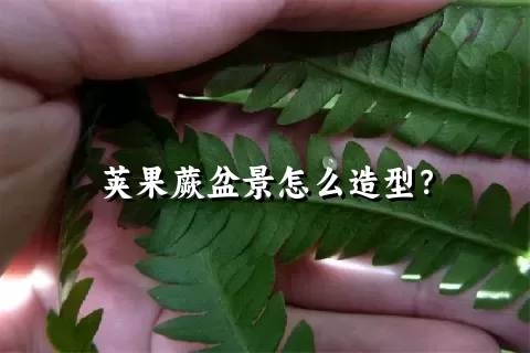 荚果蕨盆景怎么造型？