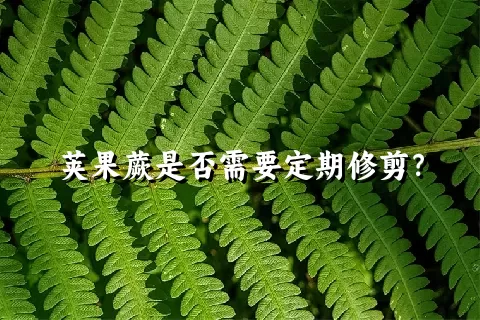 荚果蕨是否需要定期修剪？