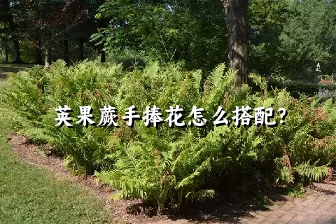 荚果蕨手捧花怎么搭配？