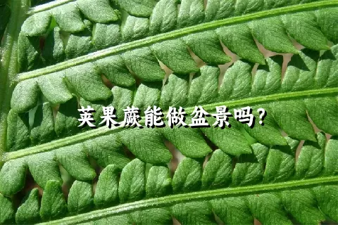 荚果蕨能做盆景吗？