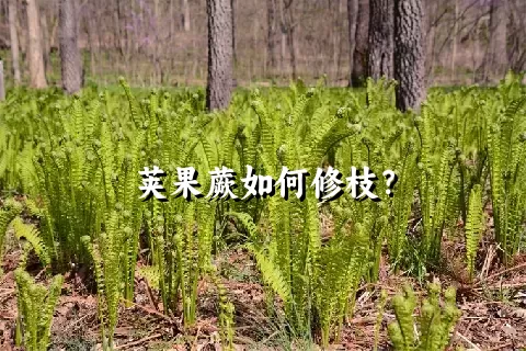 荚果蕨如何修枝？