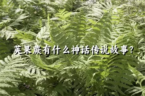 荚果蕨有什么神话传说故事？