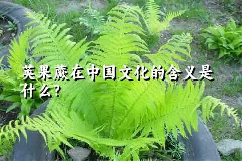 荚果蕨在中国文化的含义是什么？