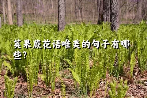 荚果蕨花语唯美的句子有哪些？