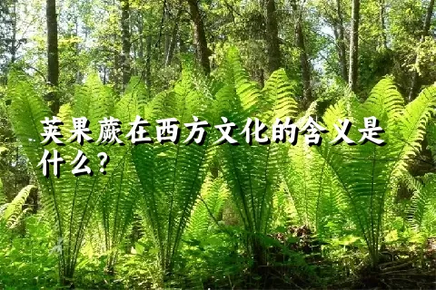 荚果蕨在西方文化的含义是什么？