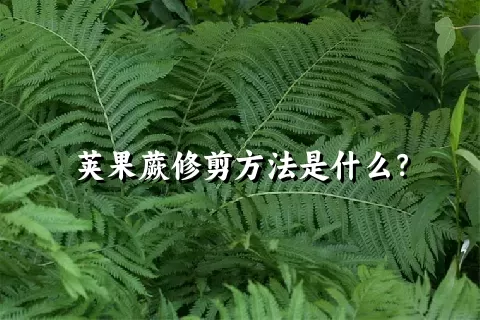 荚果蕨修剪方法是什么？