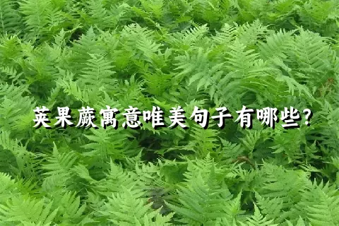 荚果蕨寓意唯美句子有哪些？