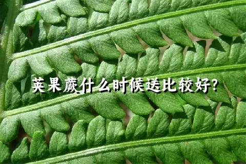 荚果蕨什么时候送比较好？