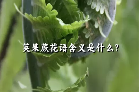 荚果蕨花语含义是什么？