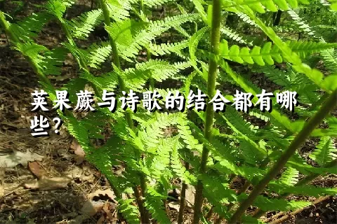 荚果蕨与诗歌的结合都有哪些？