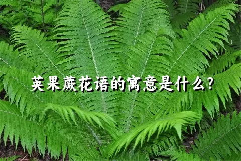 荚果蕨花语的寓意是什么？