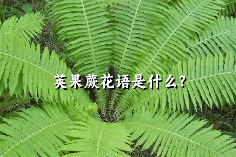 荚果蕨花语是什么？