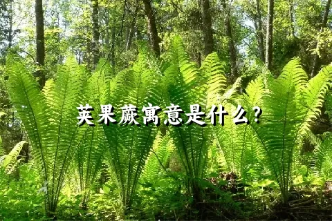 荚果蕨寓意是什么？