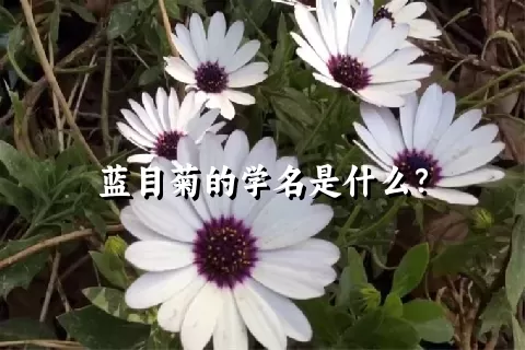 蓝目菊的学名是什么？