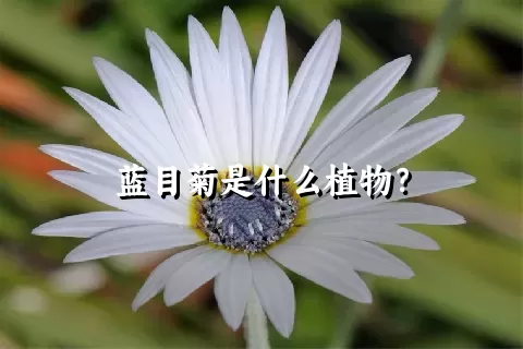 蓝目菊是什么植物？