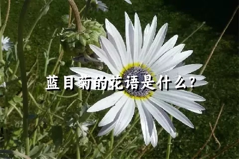 蓝目菊的花语是什么？