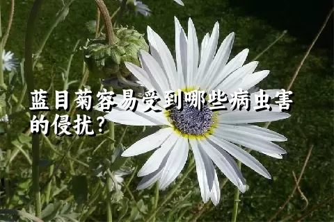 蓝目菊容易受到哪些病虫害的侵扰？