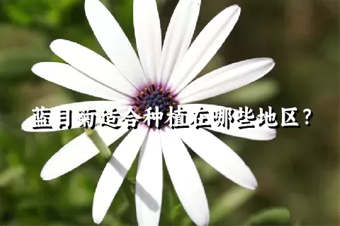 蓝目菊适合种植在哪些地区？