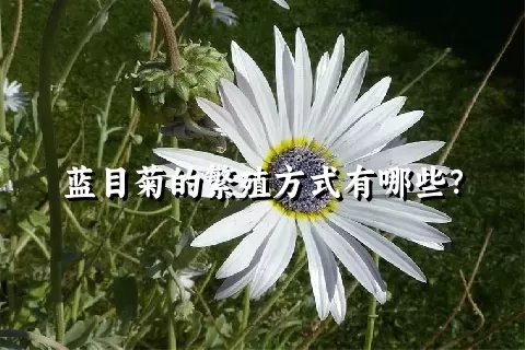 蓝目菊的繁殖方式有哪些？