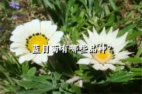 蓝目菊有哪些品种？