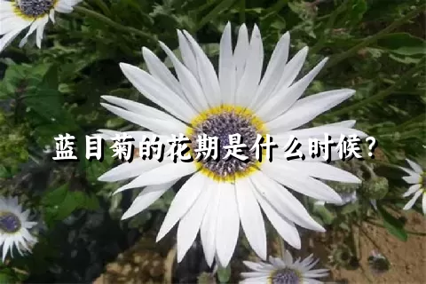 蓝目菊的花期是什么时候？