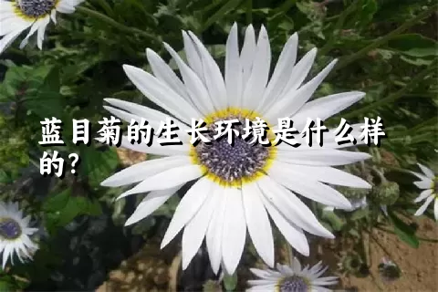 蓝目菊的生长环境是什么样的？