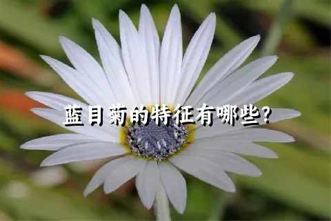 蓝目菊的特征有哪些？