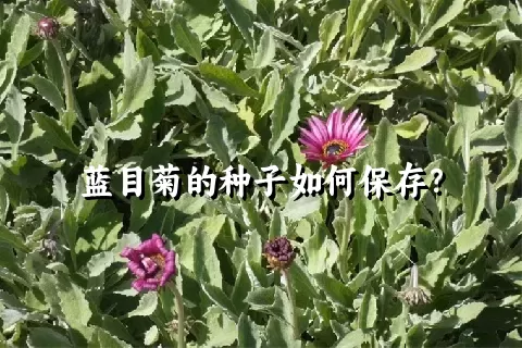 蓝目菊的种子如何保存？