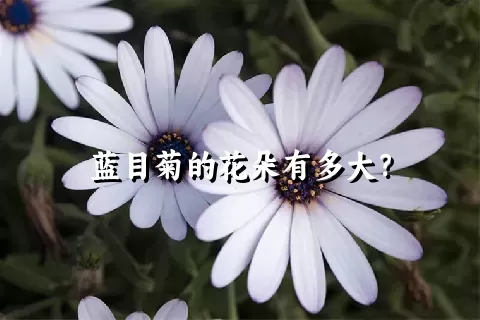 蓝目菊的花朵有多大？