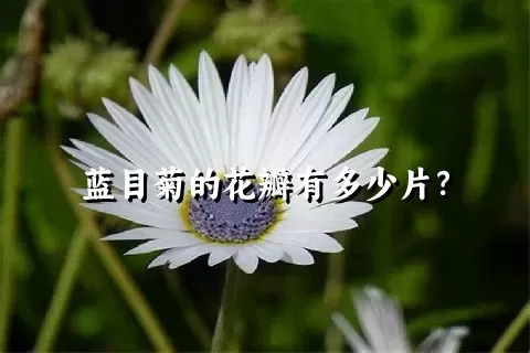 蓝目菊的花瓣有多少片？