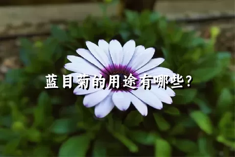 蓝目菊的用途有哪些？