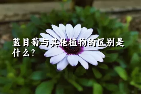 蓝目菊与其他植物的区别是什么？