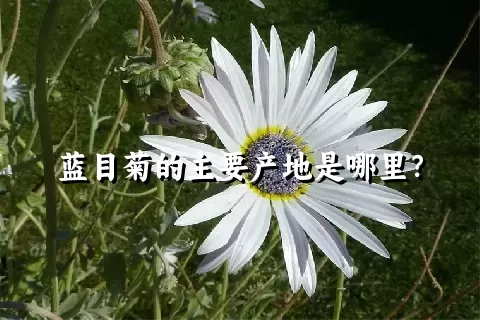 蓝目菊的主要产地是哪里？