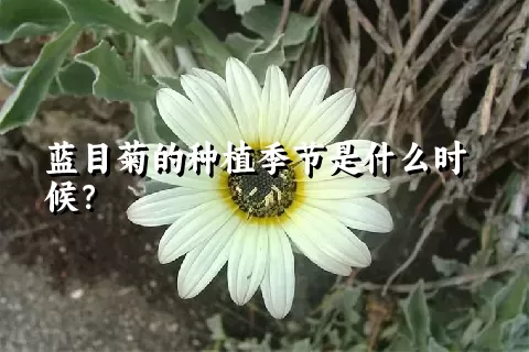 蓝目菊的种植季节是什么时候？