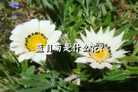 蓝目菊是什么花？