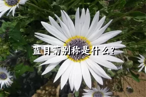 蓝目菊别称是什么？