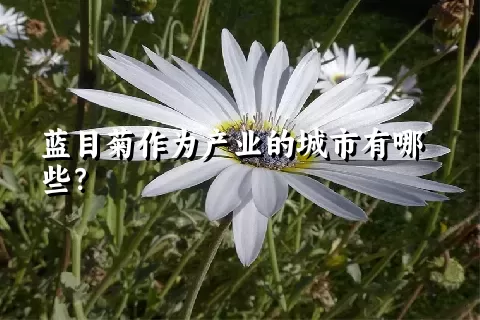 蓝目菊作为产业的城市有哪些？