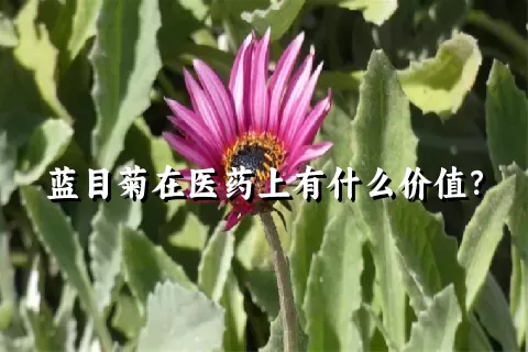 蓝目菊在医药上有什么价值？