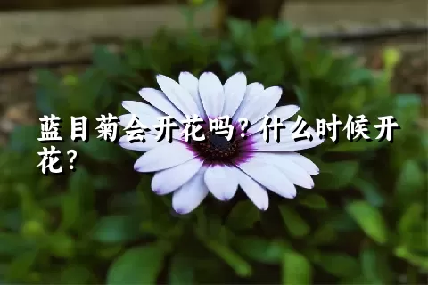 蓝目菊会开花吗？什么时候开花？