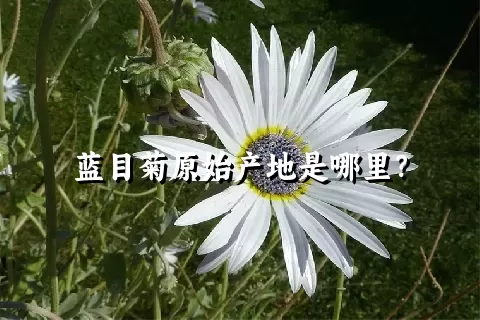 蓝目菊原始产地是哪里？