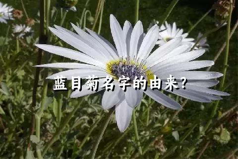 蓝目菊名字的由来？