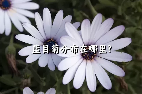 蓝目菊分布在哪里?