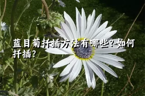 蓝目菊扦插方法有哪些？如何扦插？