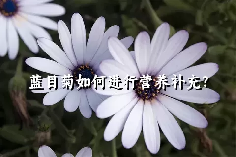 蓝目菊如何进行营养补充？