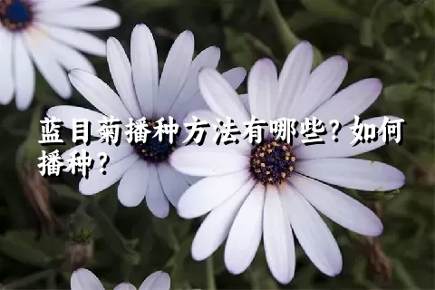 蓝目菊播种方法有哪些？如何播种？