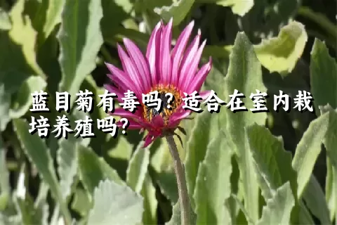 蓝目菊有毒吗？适合在室内栽培养殖吗？