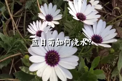 蓝目菊如何浇水？