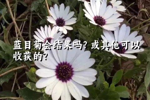 蓝目菊会结果吗？或其他可以收获的？