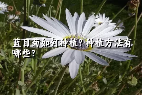 蓝目菊如何种植？种植方法有哪些？