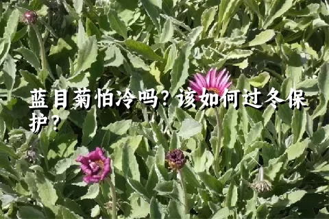 蓝目菊怕冷吗？该如何过冬保护？